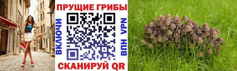 OMG ссылки  Ахтубинск  Галлюциногенные грибы Psilocybine cubensis 
