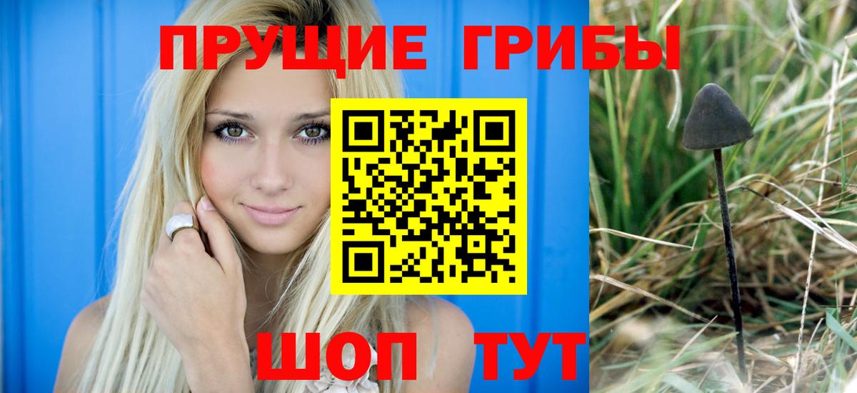 Псилоцибиновые грибы Cubensis  как найти наркотики  Ахтубинск 